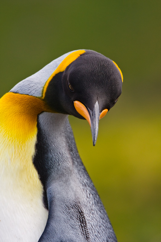 King Penguin